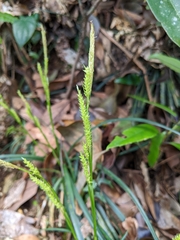 Carex sociata