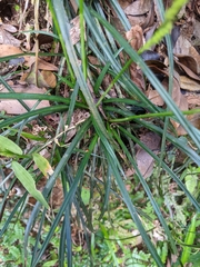 Carex sociata