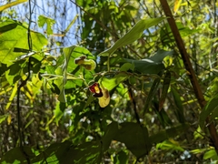 Aristolochia shimadae