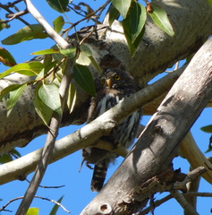 Glaucidium gnoma pinicola
