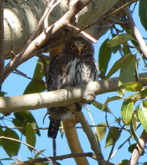 Glaucidium gnoma pinicola