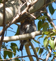 Glaucidium gnoma pinicola