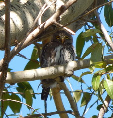 Glaucidium gnoma pinicola