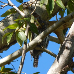 Glaucidium gnoma pinicola