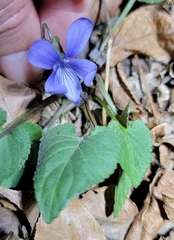 Viola japonica