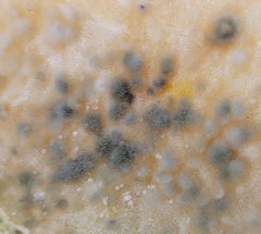 Penicillium