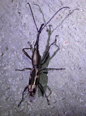 Brentinae