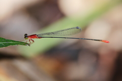 Teinobasis rufithorax