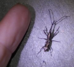 Brentinae