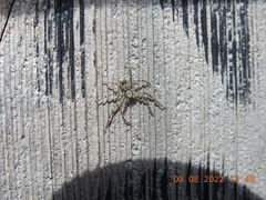 Philodromus californicus