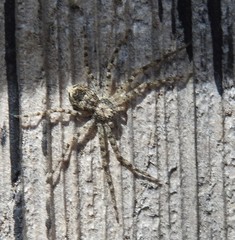 Philodromus californicus