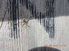 Philodromus californicus