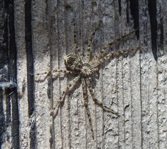 Philodromus californicus