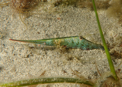 Tozeuma pavoninum