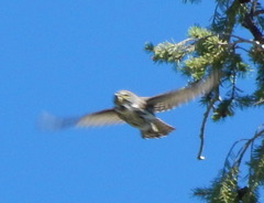 Glaucidium gnoma pinicola