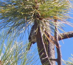 Glaucidium gnoma pinicola