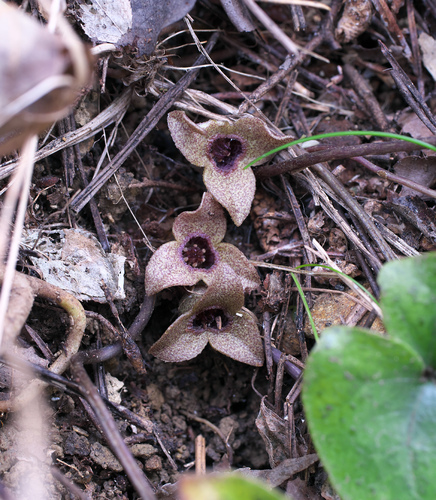 Asarum fauriei iNat (2)