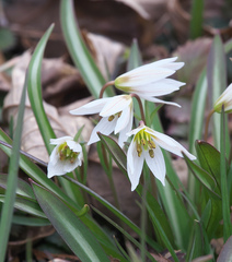 Amana erythronioides