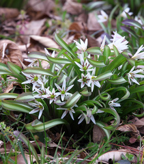 Amana erythronioides