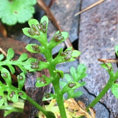Fabraea rhytismoidea