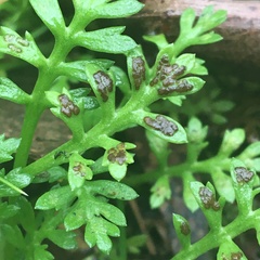 Fabraea rhytismoidea