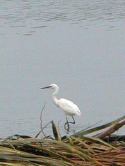 Egretta garzetta