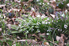 Amana erythronioides