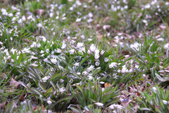 Amana erythronioides