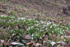 Amana erythronioides