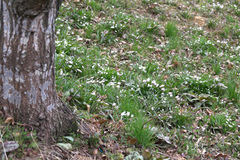 Amana erythronioides