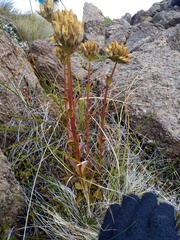 Gentianella corymbifera