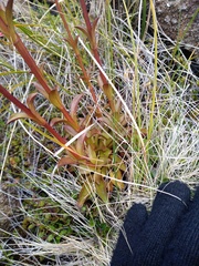 Gentianella corymbifera