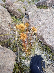 Gentianella corymbifera