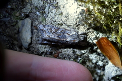 Physetica longstaffi