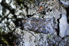 Physetica longstaffi