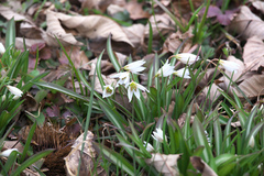 Amana erythronioides