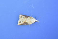 Apoctena conditana