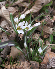 Amana erythronioides