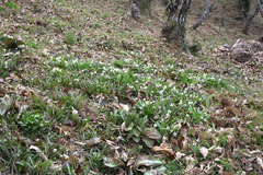 Amana erythronioides