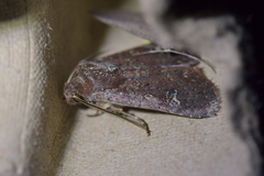 Ichneutica agorastis