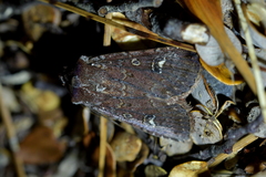 Ichneutica agorastis