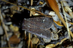 Ichneutica agorastis