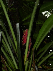 Aechmea vallerandii
