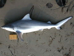 Image of Carcharhinus leucas