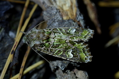 Ichneutica chlorodonta