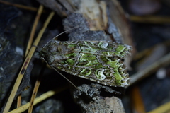 Ichneutica chlorodonta