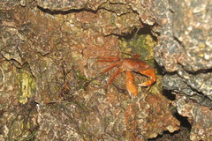 Geograpsus crinipes
