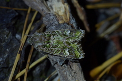 Ichneutica chlorodonta