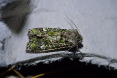 Ichneutica chlorodonta