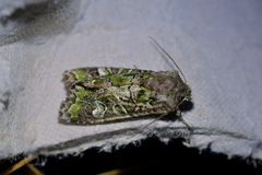 Ichneutica chlorodonta